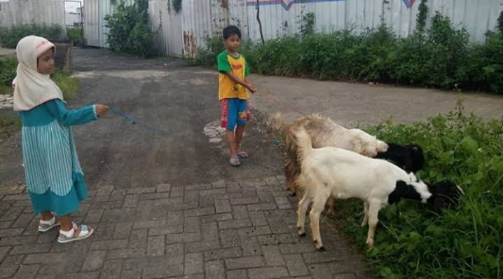 KEUNTUNGAN GANDA SANTRI MENGGEMBALA DOMBA